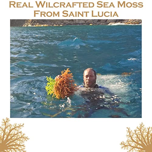 Organic Purple and Gold Sea Moss Bundle 10 Oz (5 Oz each) Mossy Ocean Wildcrafted Sea Moss- Gold | Real Saint Lucian Seamoss | Premium Quality | Makes Over 200 oz of Seamoss Gel | Easy to Use | Raw