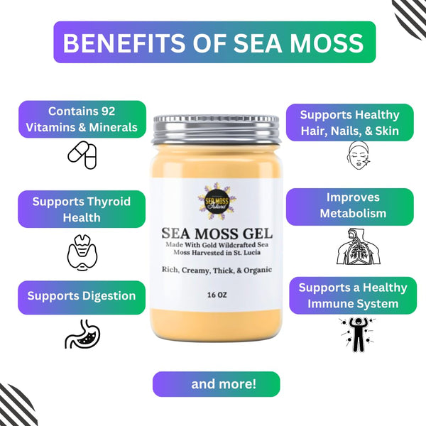 Organic Sea Moss Gel - Wildcrafted Irish Raw Seamoss Gel Nutritious Vegan Supplement - Superfood Rich in Vitamins Minerals & Protein - Harvested in St Lucia (Original Gold 16oz)